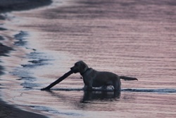 dog park in mackinac and brimley