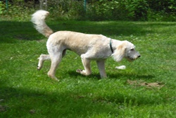 pet daycare in mackinac